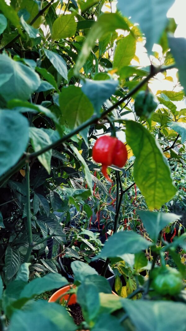Carolina Reaper